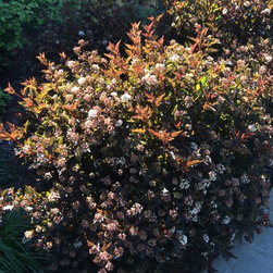 Bushes and Shrubs - Products