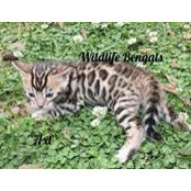 Brandy WildlifeBengals's photo