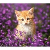 Kathy Bourgeault's photo