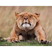 Соня Зибельманн's photo
