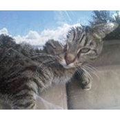 Laura Lawrence's photo