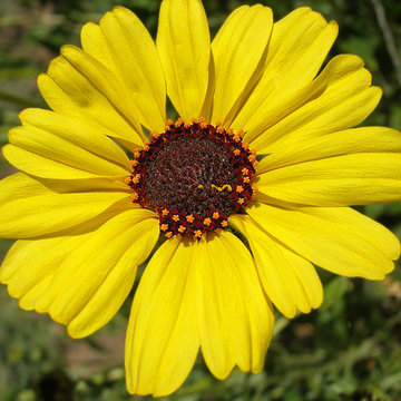 Encelia californica