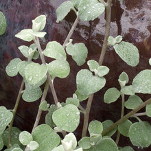 house plants