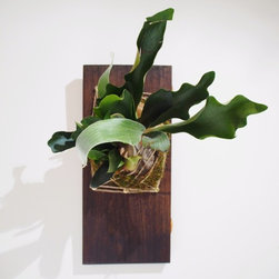 Elk Horn Trophy - Wall Sculptures