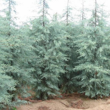 'Blue Ice' Arizona Cypress