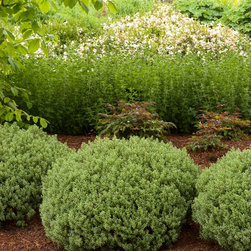 Sutherland Hebe - Plants