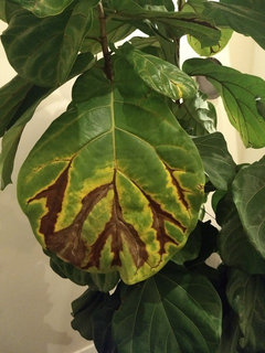 modern wall planter indoor Pocket Wall Planter  The Old Farmer's Almanac Store