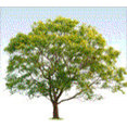 ProMark Landscaping, Inc.'s profile photo