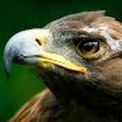Lynn Ploof's photo