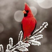 Lynda Wises foto
