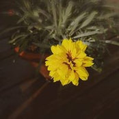 楊小嬌s foto