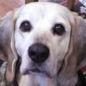 Foto von Phoebe Bagel