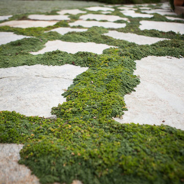 Xeriscape Landscape  - Lush Green with Low-Water Plants