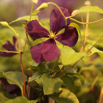 Clématite,clematis