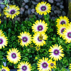 Spring 2018 - Plants