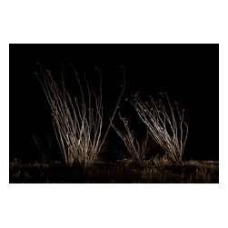 Douglas Page Photographic Arts - Ocotillo Midnight, Canvas Giclee, 18"x12" - Prints And Posters