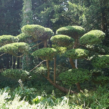 La taille en niwaki