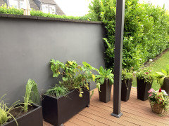 Kirschlorbeer als Grundstckseinfassung? | Houzz
