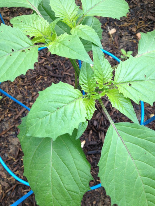 Holes in tomatillo leaves but otherwise healthy