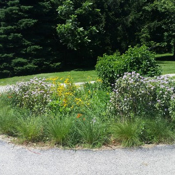 sycamore native driveway