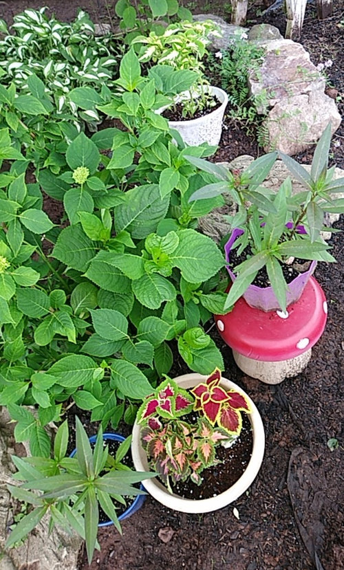 which plants need to be pinched?