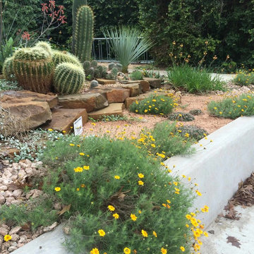 Miscellaneous Cacti & Succulent Landscapes by Rhinamic