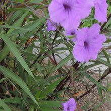 Camera Pics - Watersound Landscaping
