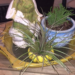 Fun Vignettes - Plants