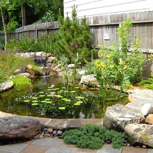 Coy Pond