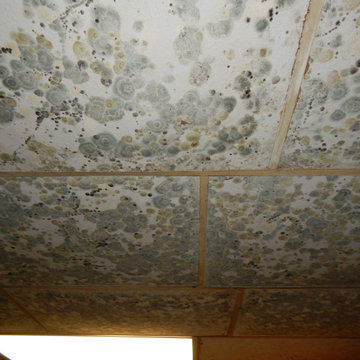 Mold remediation