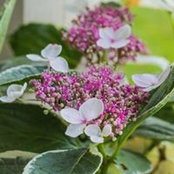 Julia's photo