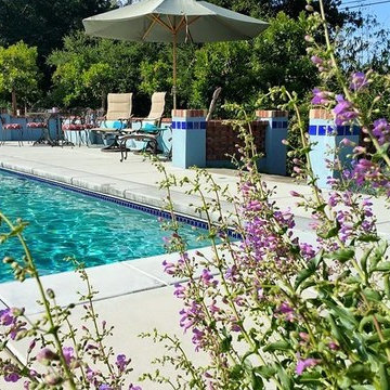 California Native Oasis