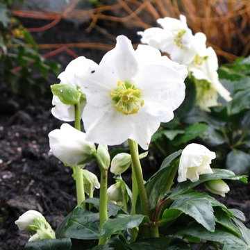 Power Flower of the Month -- Hellebores