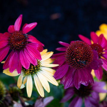 Wayland Meadow Overlook