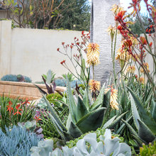 Moore Stresemann Backyard