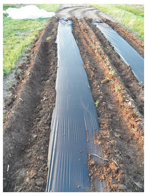 Homemade plastic mulch layer