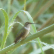 ByVonda Bauer-Thomas's photo