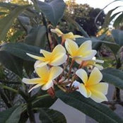 Ivey Henton's photo