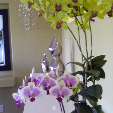 Residential Interior Plants