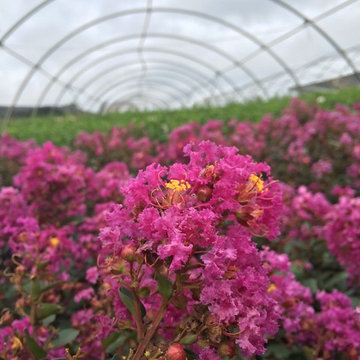 Enduring Summer™ Lavender Crapemyrtle