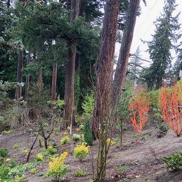 Bellevue Woodland Stage One (first stage planting)