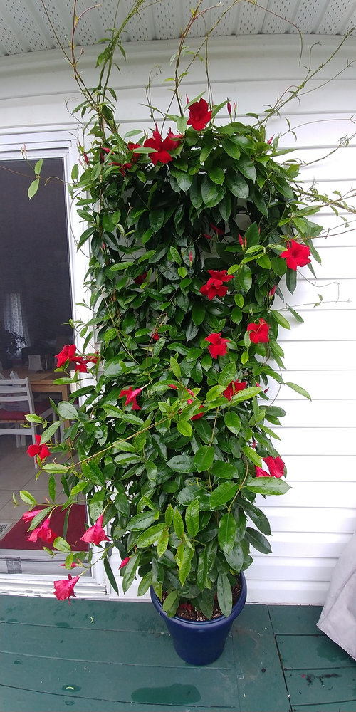Mandevilla dying after being brought in for winter