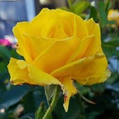 Lynn Brennan's photo