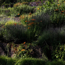 Drought tolerant hillside
