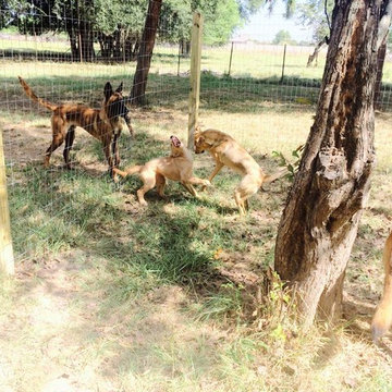 Dog Trainer Woodlands Cypress - Puptown Houston (832) 930-0073