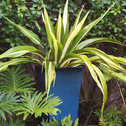 Succulent Containers - Outdoor Pots And Planters