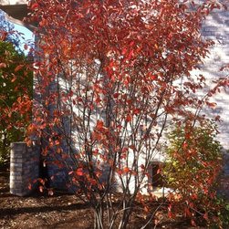 Misc. Trees - Products