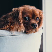 Dog Houzz