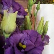 Sheri Ibison Davis's photo