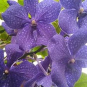 Samantha Lanagan's photo